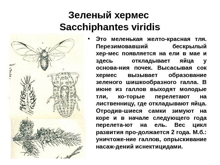 Зеленый хермес  Sacchiphantes viridis • Это меленькая желто-красная тля.  Перезимовавший бескрылый хер-мес
