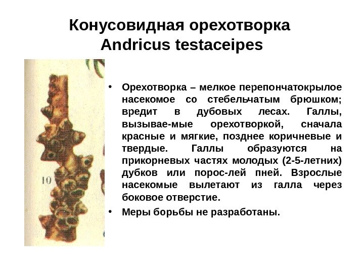 Конусовидная орехотворка  Andricus testaceipes • Орехотворка – мелкое перепончатокрылое насекомое со стебельчатым брюшком;