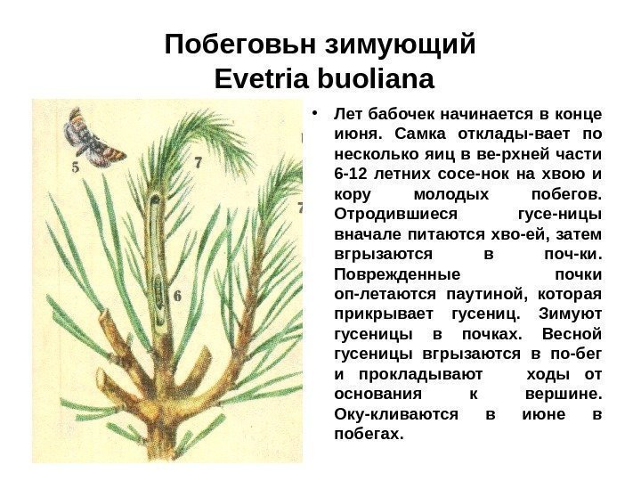 Побеговьн зимующий Evetria buoliana • Лет бабочек начинается в конце июня.  Самка отклады-вает