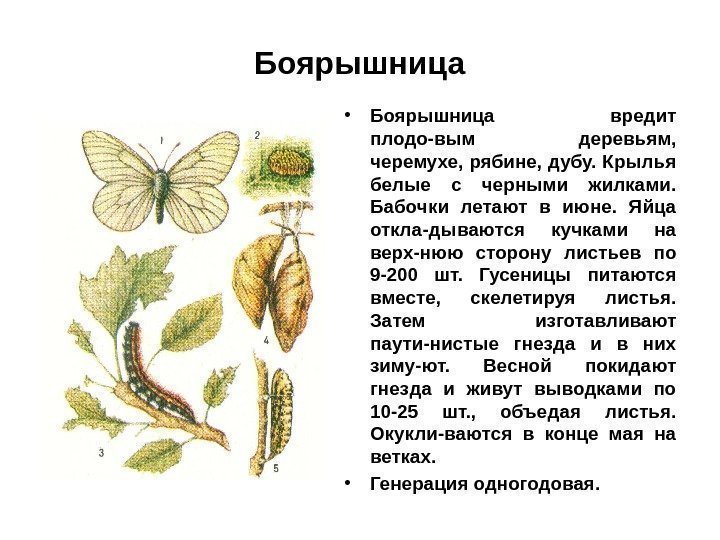 Боярышница • Боярышница вредит плодо-вым деревьям,  черемухе, рябине, дубу. Крылья белые с черными