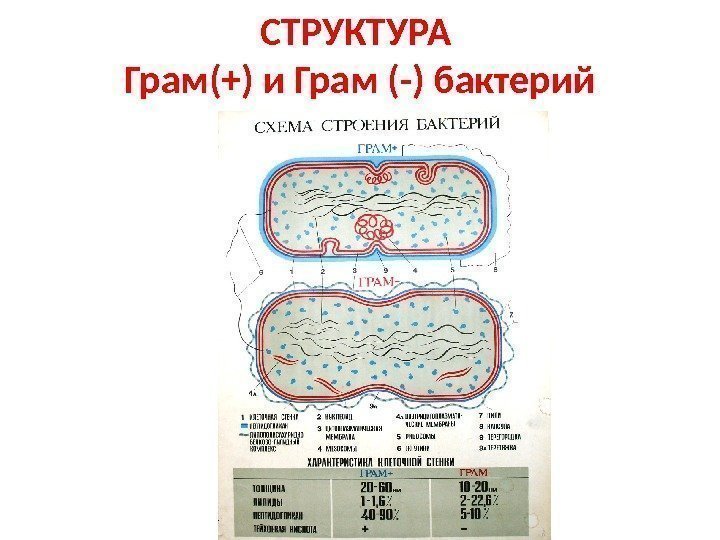 СТРУКТУРА Грам(+) и Грам (-) бактерий 