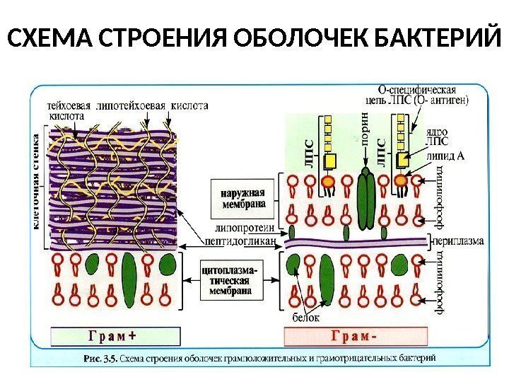 СХЕМА  СТРОЕНИЯ  ОБОЛОЧЕК  БАКТЕРИЙ 