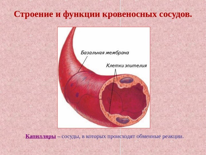 Строение и функции кровеносных сосудов. Капилляры  – сосуды, в которых происходят обменные реакции.