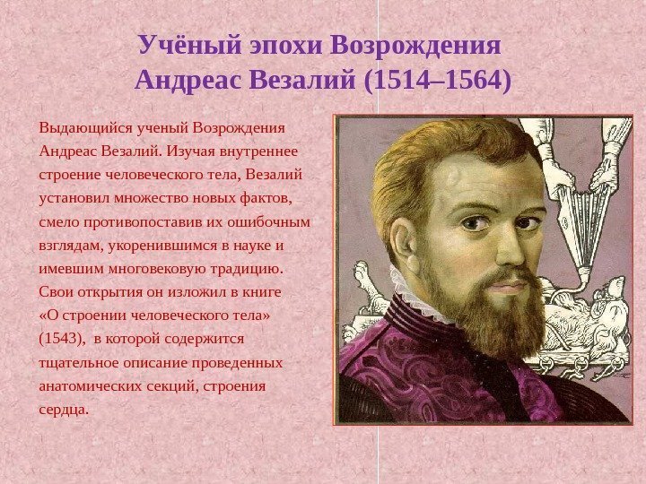 Учёный эпохи Возрождения Андреас Везалий (1514– 1564) Выдающийся ученый Возрождения Андреас Везалий. Изучая внутреннее