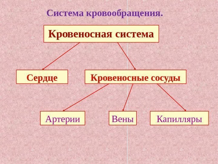 Система кровообращения. Кровеносная система Сердце Кровеносные сосуды Артерии Вены Капилляры 