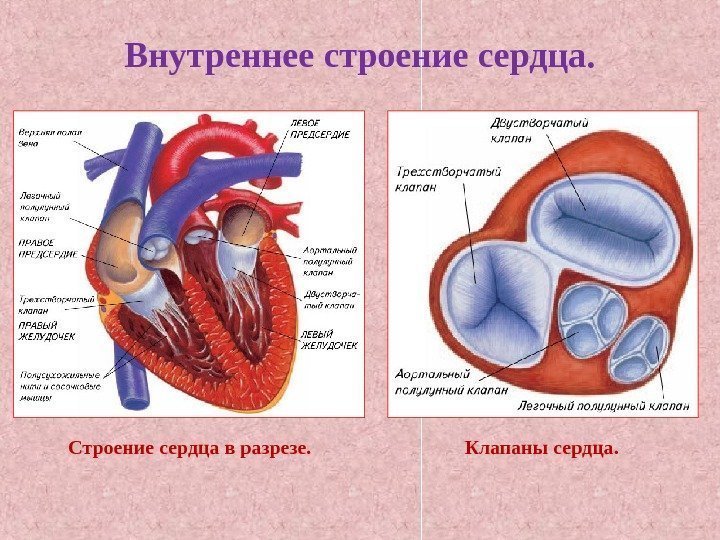Внутреннее строение сердца. Строение сердца в разрезе. Клапаны сердца. 