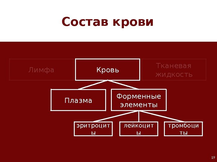 19 Лимфа Кровь Тканевая жидкость Плазма Форменные элементы лейкоцит ы тромбоци тыэритроцит ы. Состав