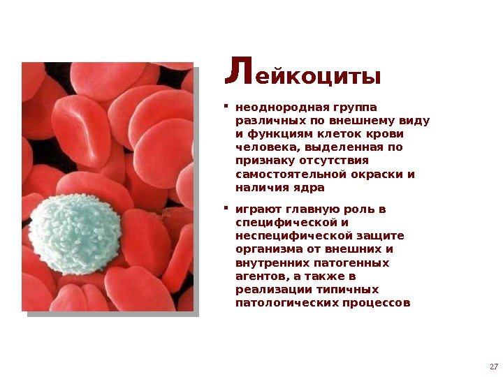 Л ейкоциты неоднородная группа различных по внешнему виду и функциям клеток крови человека, выделенная