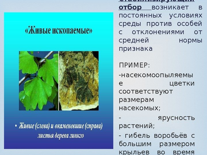 Стабилизирующий отбор возникает в постоянных условиях среды против особей с отклонениями от средней нормы