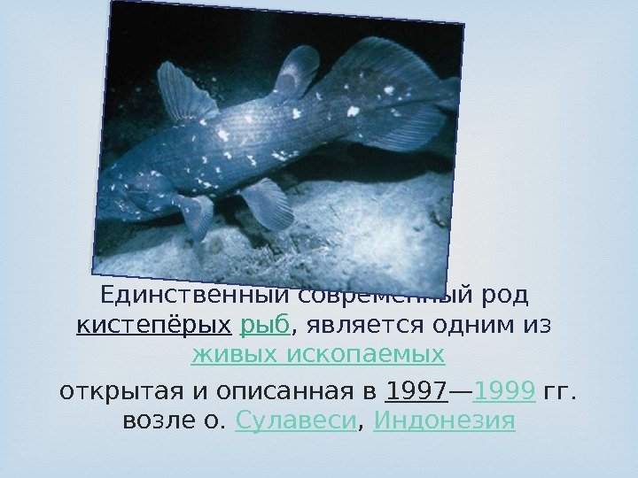 Единственный современный род кистепёрых  рыб , является одним из живых ископаемых открытая и