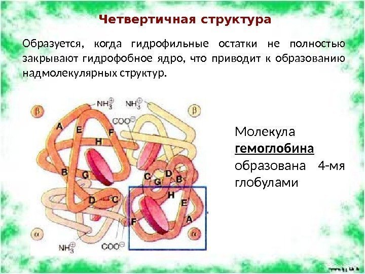 Четвертичная структура Образуется,  когда гидрофильные остатки не полностью закрывают гидрофобное ядро,  что