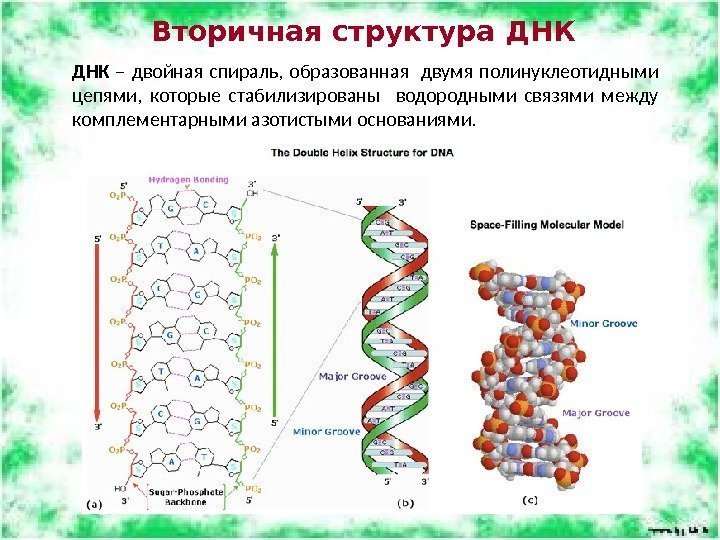 Вторичная структура ДНК  – двойная спираль,  образованная  двумя полинуклеотидными цепями, 