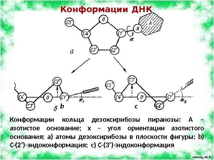 Конформации ДНК Конформации кольца дезоксирибозы пиранозы:  A – азотистое основание;  x –