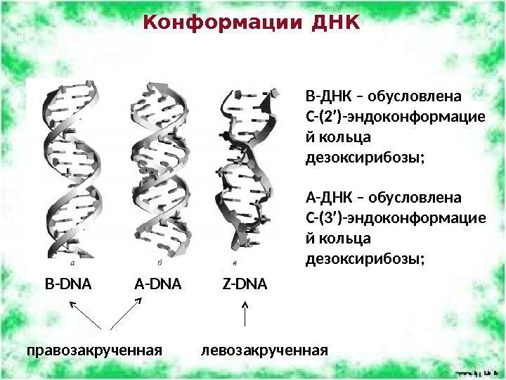 Конформации ДНК B-DNA A-DNA Z-DNA B-ДНК – обусловлена C-(2ʹ)-эндоконформацие й кольца дезоксирибозы; A-ДНК –