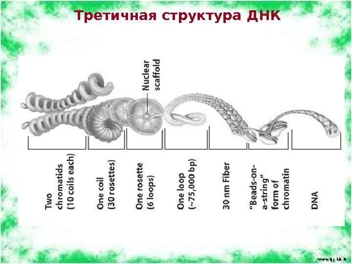 Третичная структура ДНК 