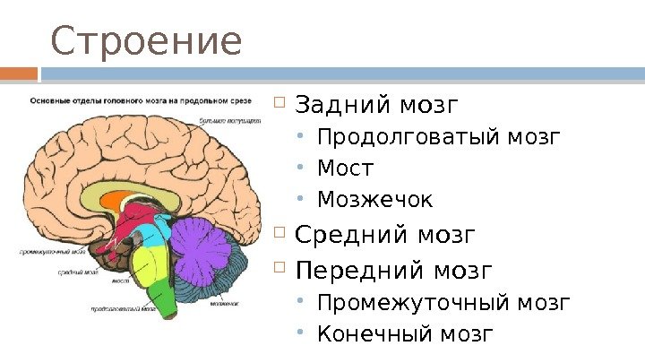 Строение Задний мозг Продолговатый мозг Мост Мозжечок Средний мозг Передний мозг Промежуточный мозг Конечный