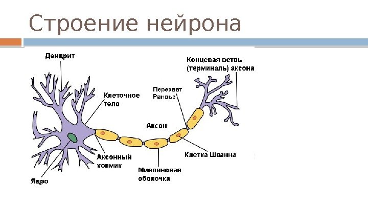Строение нейрона  