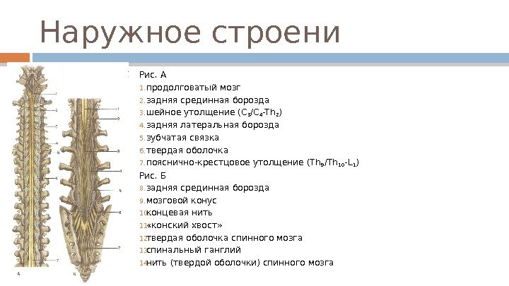 Наружное строени Рис. А 1. продолговатый мозг 2. задняя срединная борозда 3. шейное утолщение