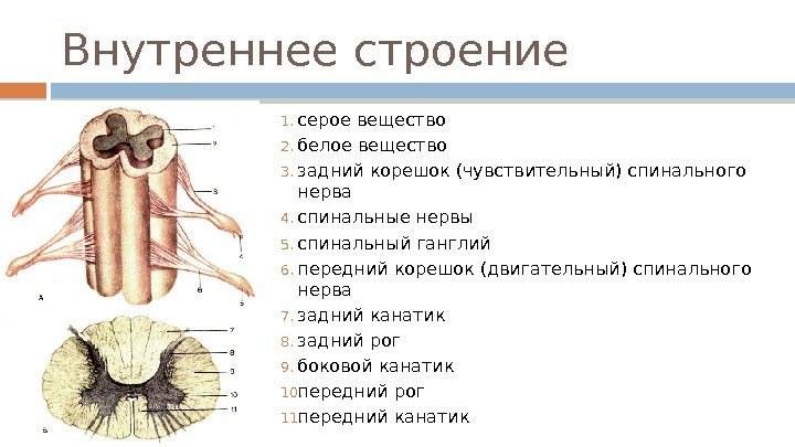 Внутреннее строение 1. серое вещество 2. белое вещество 3. задний корешок (чувствительный) спинального нерва