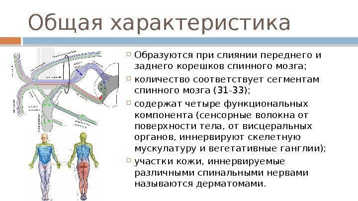 Общая характеристика Образуются при слиянии переднего и заднего корешков спинного мозга;  количество соответствует