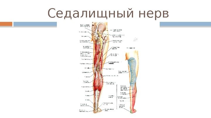 Седалищный нерв  