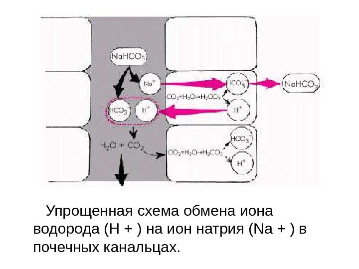 Упрощенная схема обмена иона водорода (Н + ) на ион натрия (Nа + )