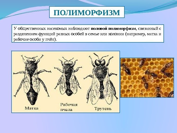 ПОЛИМОРФИЗМ У общественных насекомых наблюдают половой полиморфизм , связанный с разделением функций разных особей