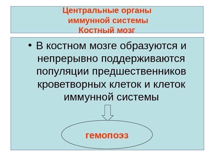 Центральные органы иммунной системы Костный мозг • В костном мозге образуются и непрерывно поддерживаются