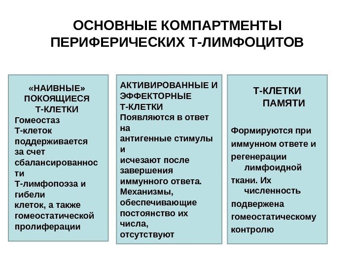 ОСНОВНЫЕ КОМПАРТМЕНТЫ ПЕРИФЕРИЧЕСКИХ Т-ЛИМФОЦИТОВ Т-КЛЕТКИ ПАМЯТИ Формируются при иммунном ответе и регенерации лимфоидной ткани.