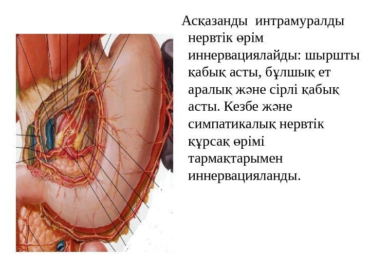   Ас азанды интрамуралды қ нервтік рім ө иннервациялайды: шыршты абы асты, б