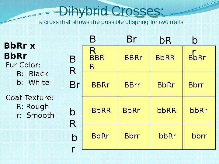 Dihybrid Crosses: a cross that shows the possible offspring for two traits Fur Color: