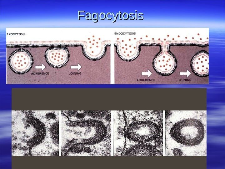 Fagocytosis 