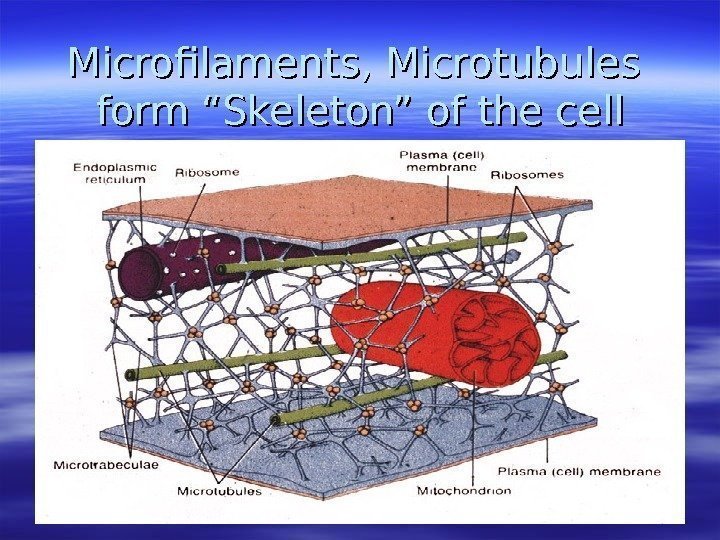 Microfilaments, Microtubules form “Skeleton” of the cell 