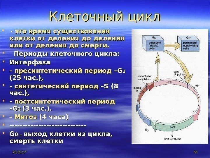 20. 02. 17 63 Клеточный цикл - - это время существования клетки от деления