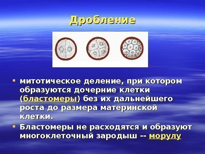 Дробление митотическое деление, при котором образуются дочерние клетки (( бластомеры ) без их дальнейшего