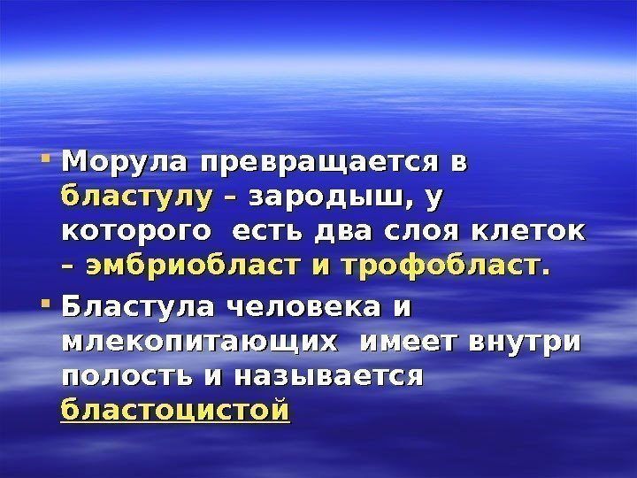  Морула превращается в  бластулу – зародыш, у которого есть два слоя клеток