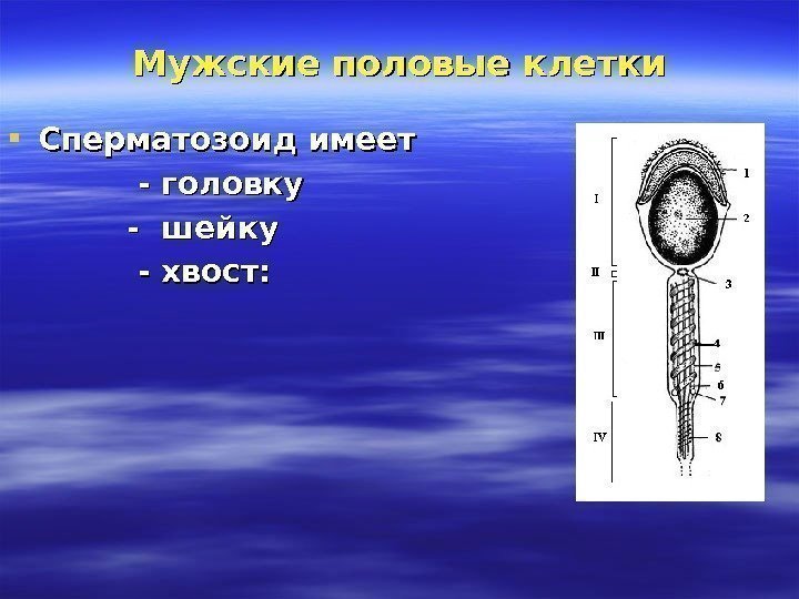 Мужские половые клетки Сперматозоид имеет     - головку   