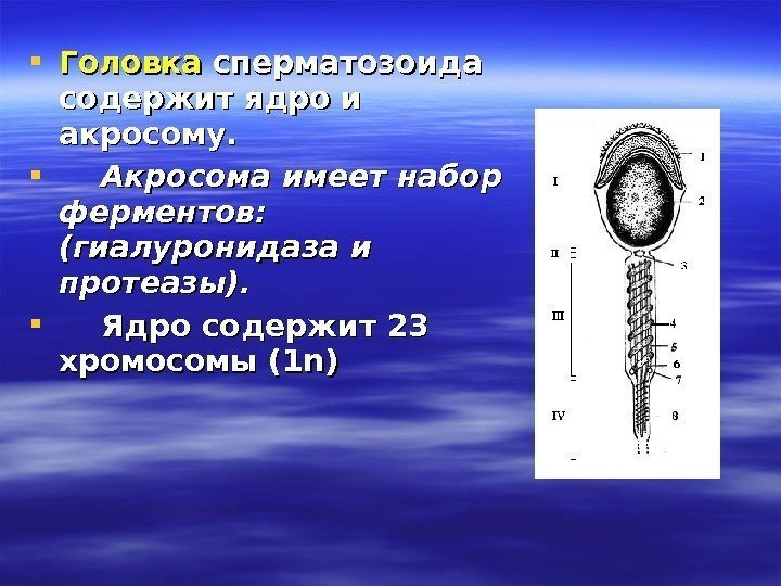  Головка сперматозоида содержит ядро и акросому.  Акросома имеет набор ферментов:  (гиалуронидаза