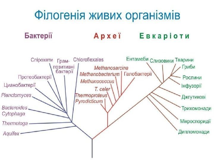 1. Тип Пластинчасті – Placozoa 2. Тип Губки – Spongia 3. Тип Кишковопорожнинні –