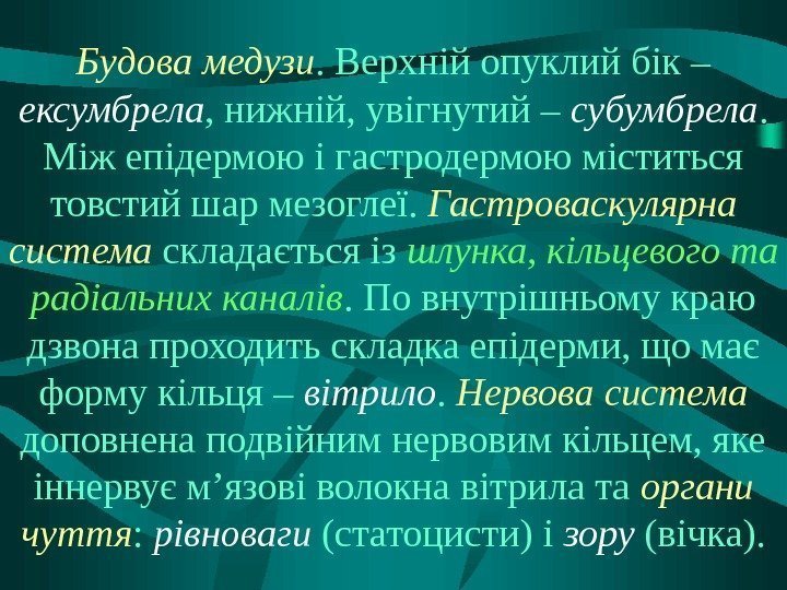 Будова медузи. Верхній опуклий бік – ексумбрела , нижній, увігнутий – субумбрела.  Між