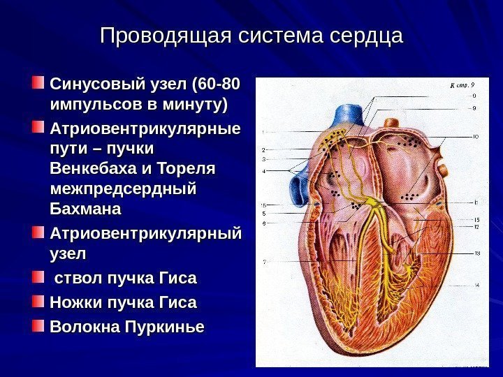 Проводящая система сердца Синусовый узел (60 -80 импульсов в минуту) Атриовентрикулярные пути – пучки