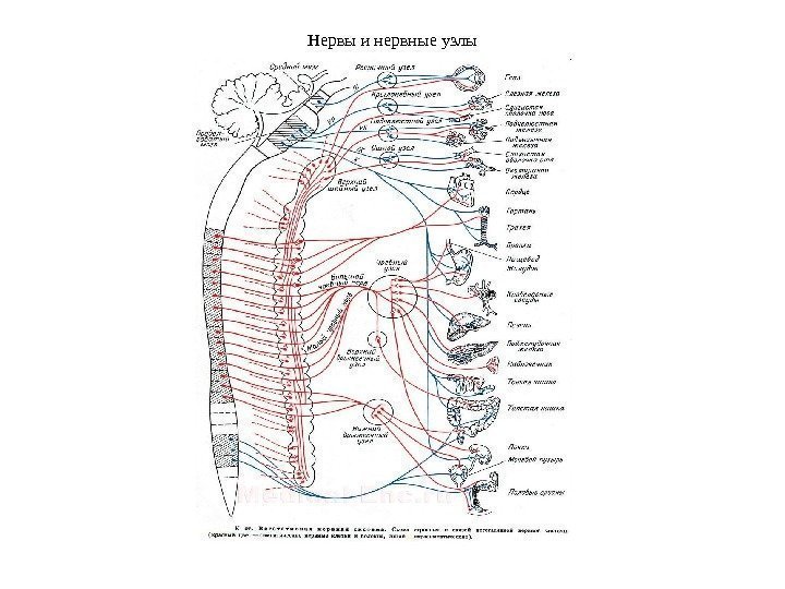  Нервы и нервные узлы 