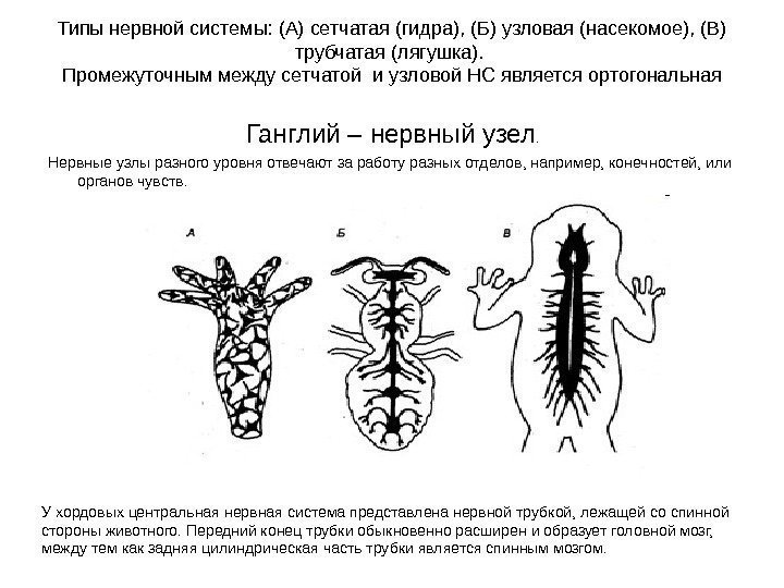  Типы нервной системы: (А) сетчатая (гидра), (Б) узловая (насекомое), (В) трубчатая (лягушка). 