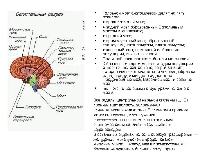   • Головной мозг анатомически делят на пять отделов:  • ♦ продолговатый