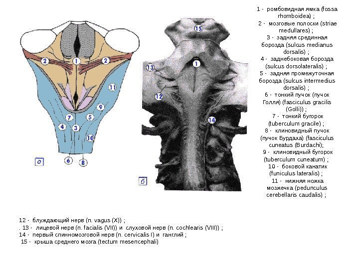  1 - ромбовидная ямка (fossa rhomboidea) ;  2 - мозговые полоски (striae