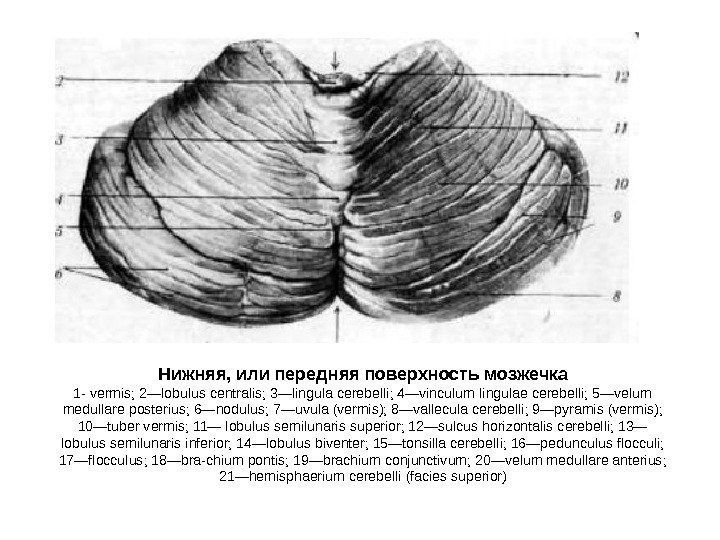  Нижняя, или передняя поверхность мозжечка 1 - vermis; 2—lobulus centralis; 3—lingula cerebelli; 4—vinculum
