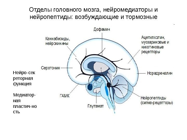  Отделы головного мозга, нейромедиаторы и нейропептиды: возбуждающие и тормозные Нейро-сек реторная функция Медиатор-