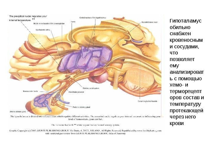  Гипоталамус обильно снабжен кровеносным и сосудами,  что позволяет ему анализироват ь с