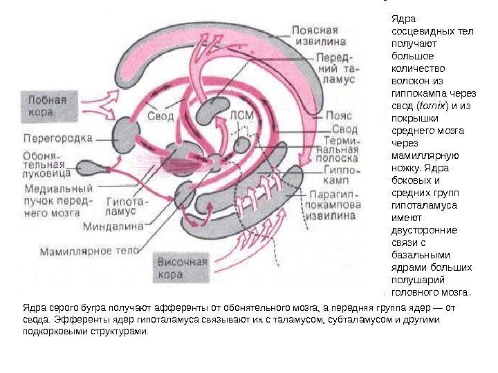  Ядра серого бугра получают афференты от обонятельного мозга, а передняя группа ядер —