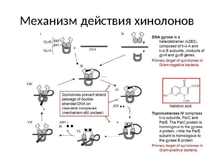 Механизм действия хинолонов 